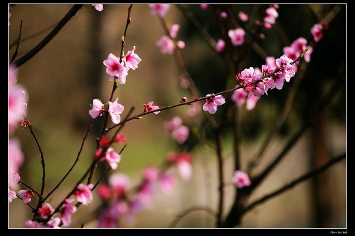 花还会重新开不同的春来了又来图片