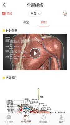 经络穴位3d