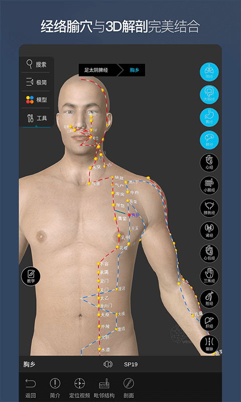 维萨里3d解剖