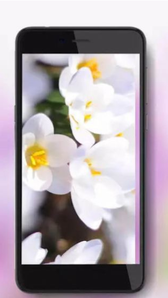 crocus spring app