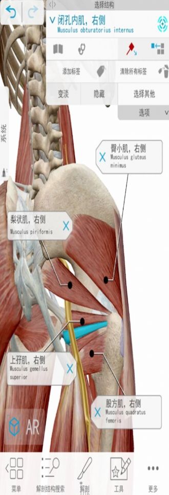 3d人体解剖